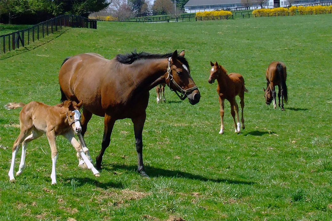 Chanceland Farm: mare with foals