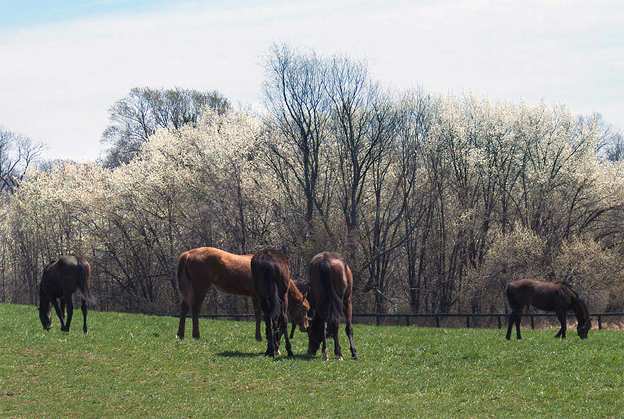 horses at Chanceland Farm